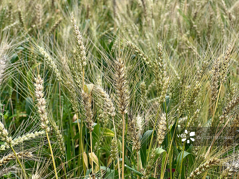 麦穗图片素材