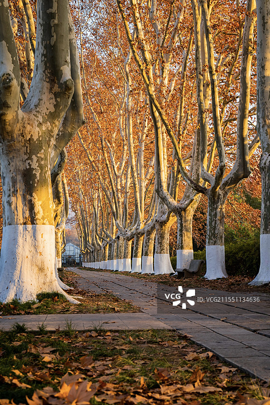 南京明孝陵的梧桐大道图片素材