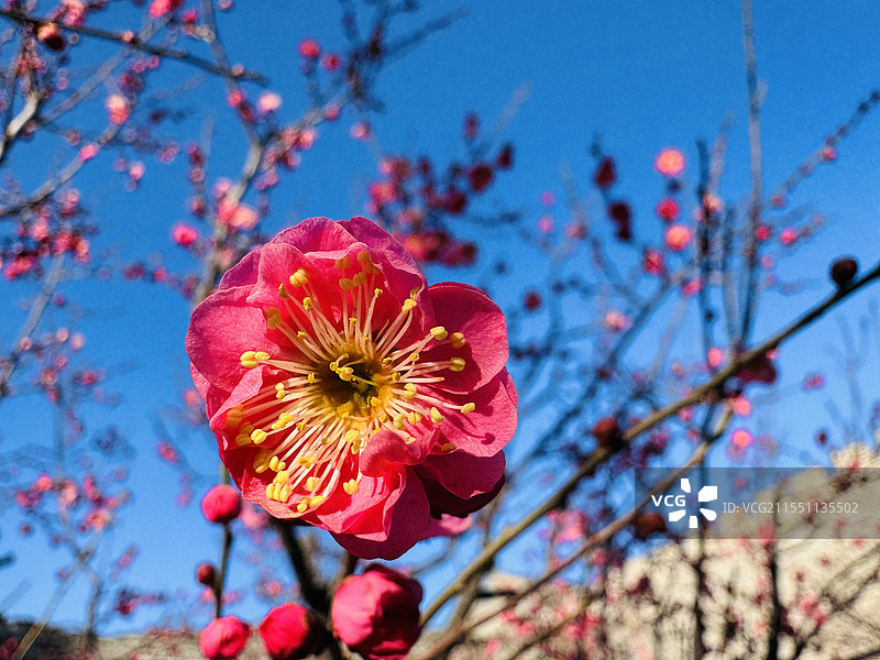 明城墙遗址公园腊梅图片素材