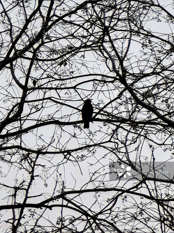 枝影灵羽图片素材
