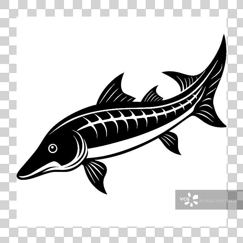白色背景上的鲟鱼轮廓图片素材