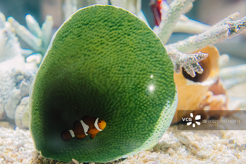 海葵鱼 小丑鱼 尼莫 在海里游泳的特写 热带海洋珊瑚图片素材