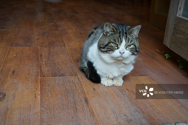 丽江诗和远方民宿一只叫李白的肥猫图片素材