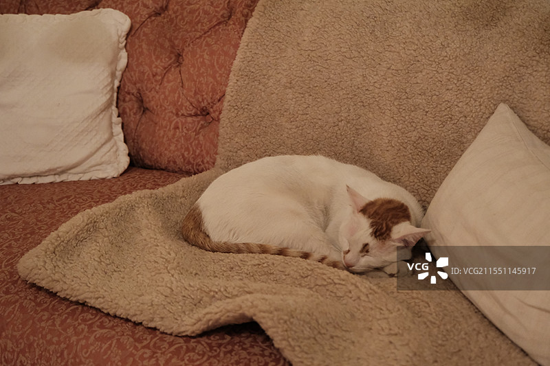 猫咪睡觉图片素材