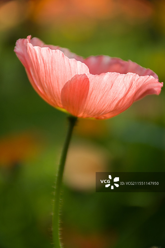 虞美人图片素材