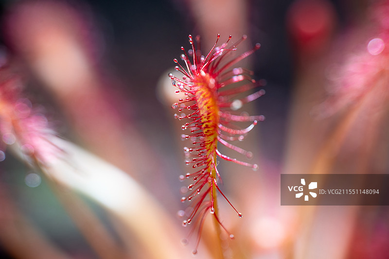 食虫植物 茅膏菜  茅膏菜 特写镜头￼茅膏菜 捕虫过程￼茅膏菜 植物特征￼ 叶片腺毛￼图片素材