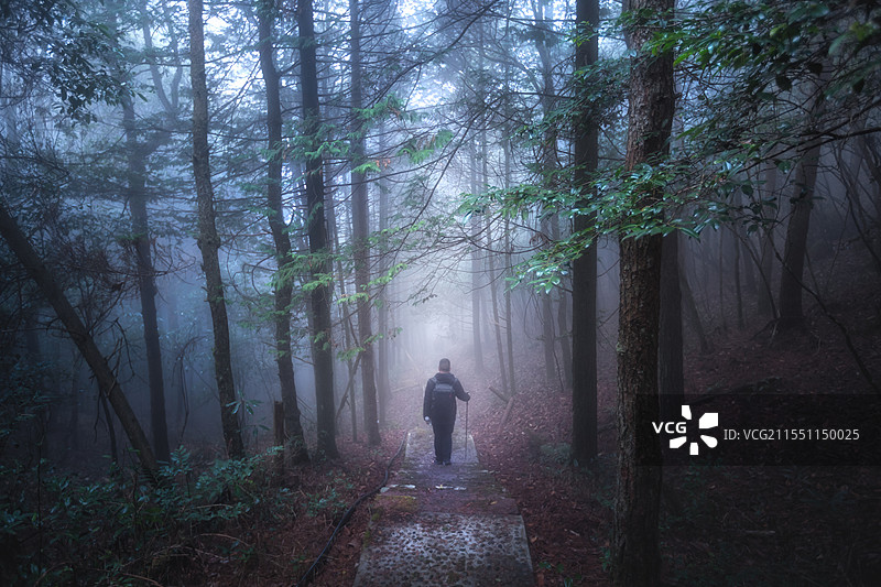 人在森林中行走的后视图图片素材