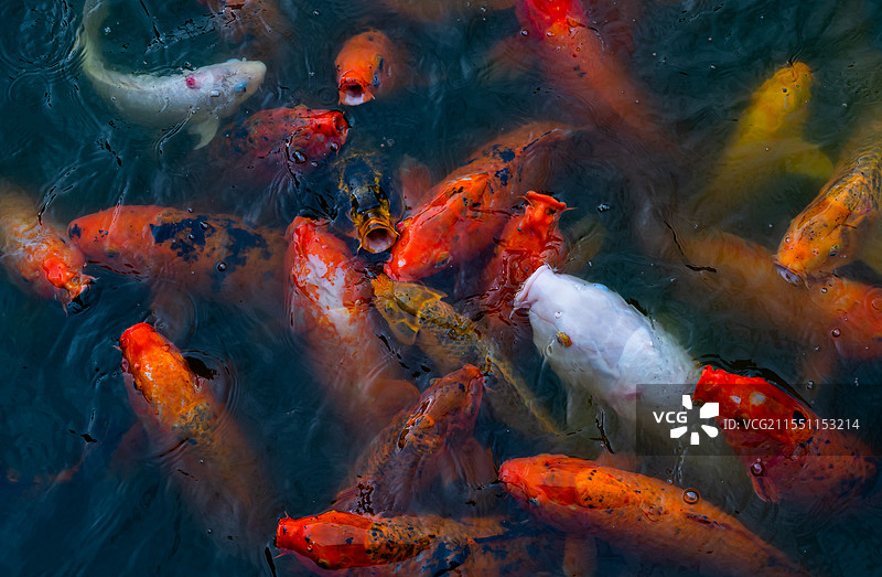 福州森林公园锦鲤图片素材