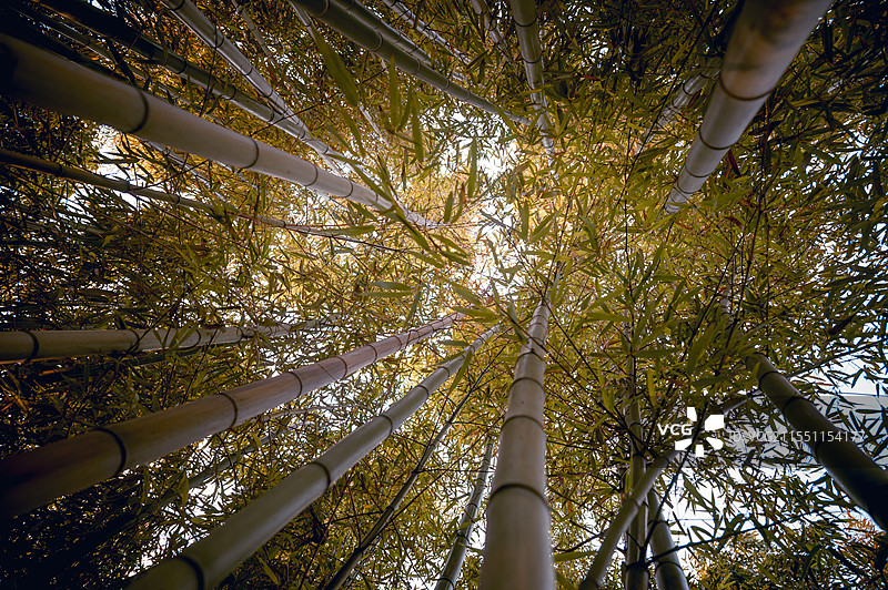 扬州个园图片素材