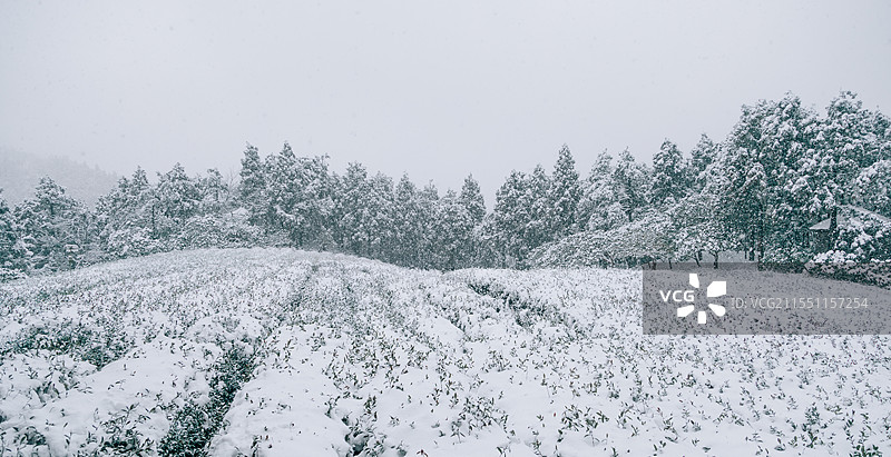 雪景风光｜浙江·台州（天台）｜天台山风景区｜石梁镇·华顶国家森林公园（千年杜鹃林）、云锦杜鹃图片素材