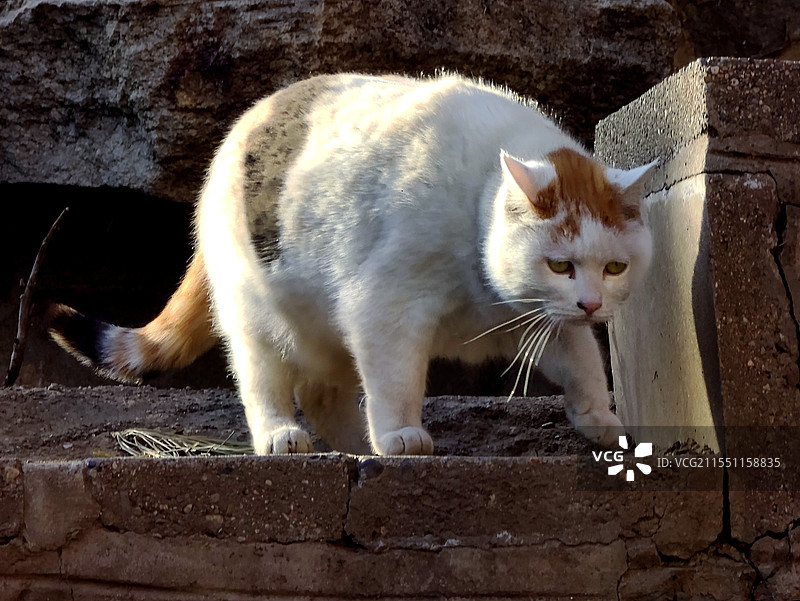 猛虎下山(猫咪)图片素材
