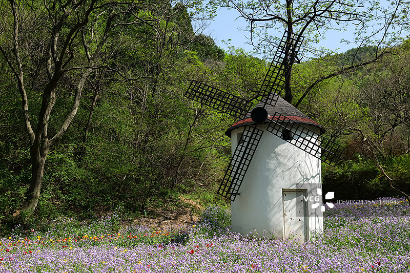 山东济南红叶谷景区欧洲风情谷诸葛菜花园风车图片素材