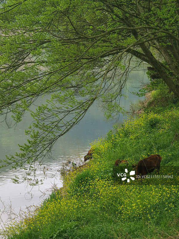 皖南春色，新安江畔大树下油菜花地旁悠闲的水牛图片素材