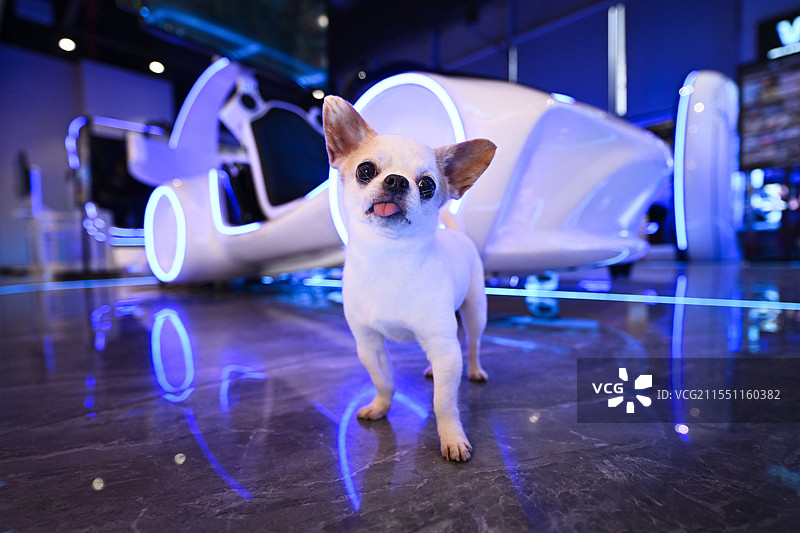 游乐场里的吉娃娃犬图片素材