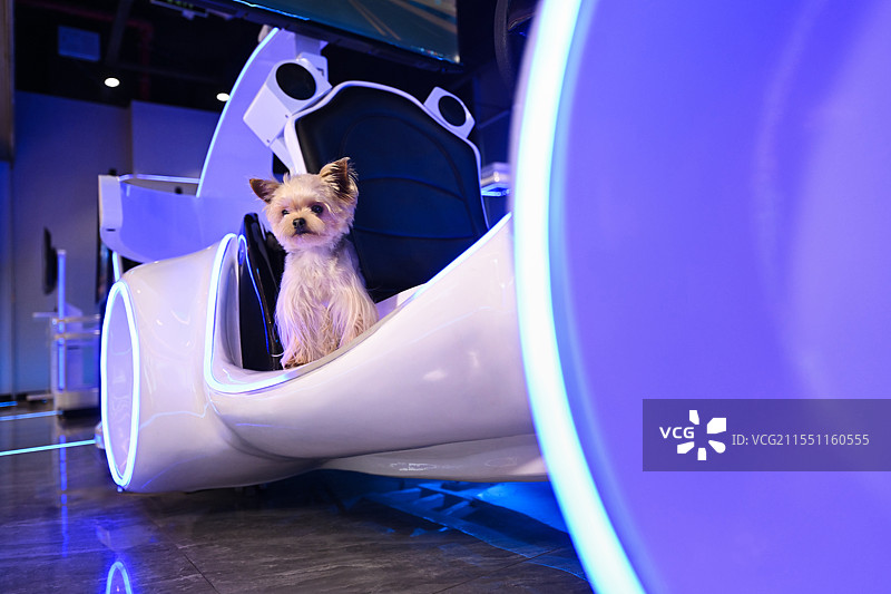 游乐场里的约克夏梗图片素材