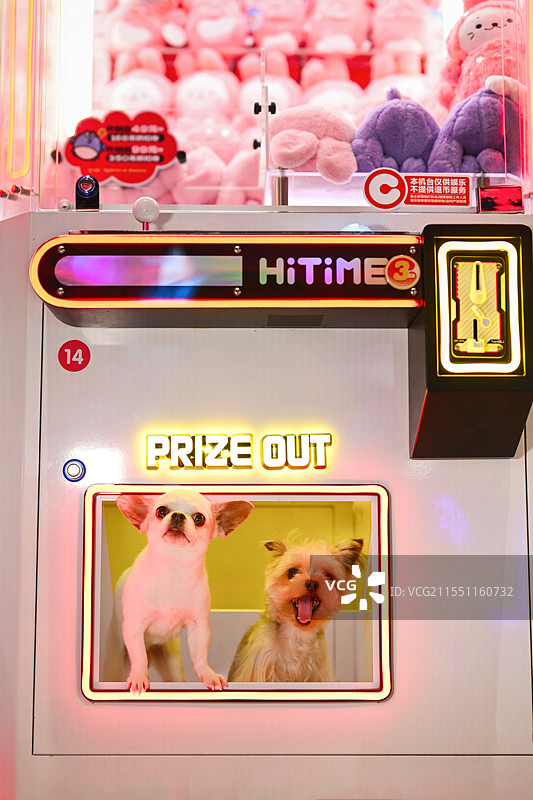 游乐场里的约克夏梗和吉娃娃犬图片素材