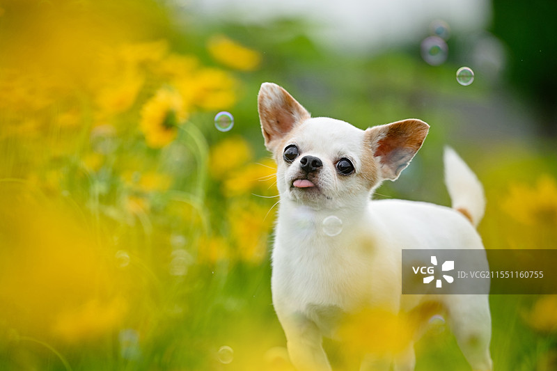 花海中的吉娃娃犬图片素材