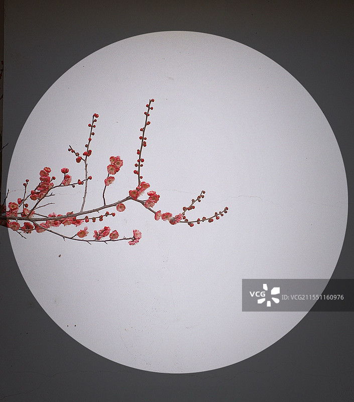 一簇红梅图片素材