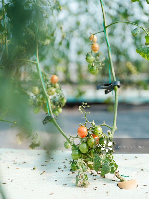 无土栽培小番茄图片素材