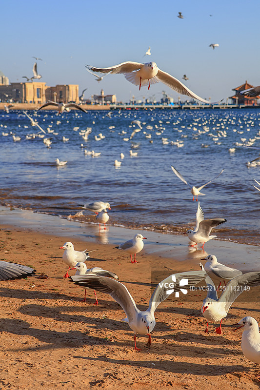 山东青岛栈桥景区，海边沙滩上飞翔的海鸥图片素材