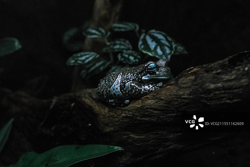 亚马逊热带雨林的毒蛙图片素材