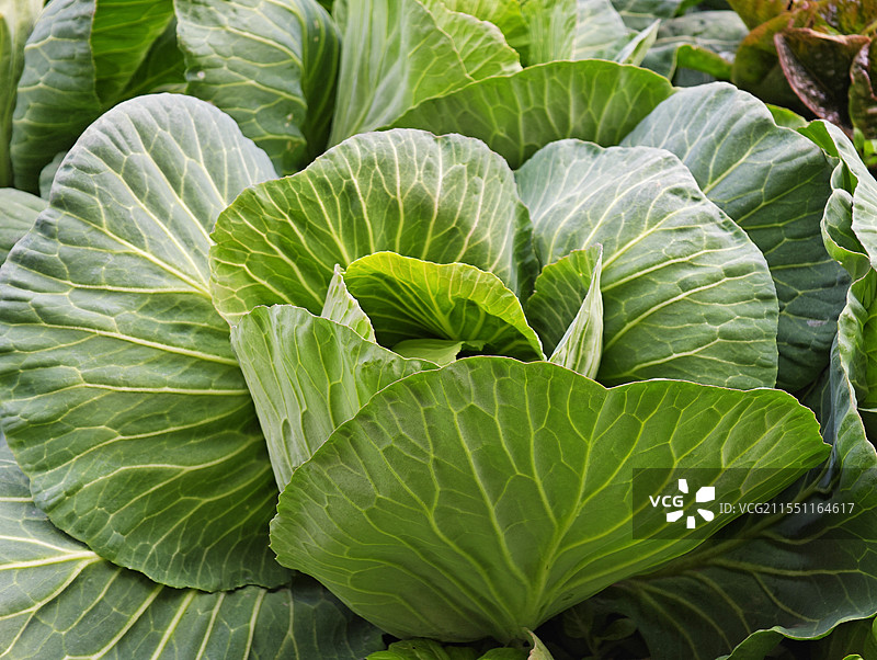 菜地里的大青菜图片素材