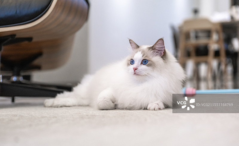 猫趴在地毯上的特写图片素材