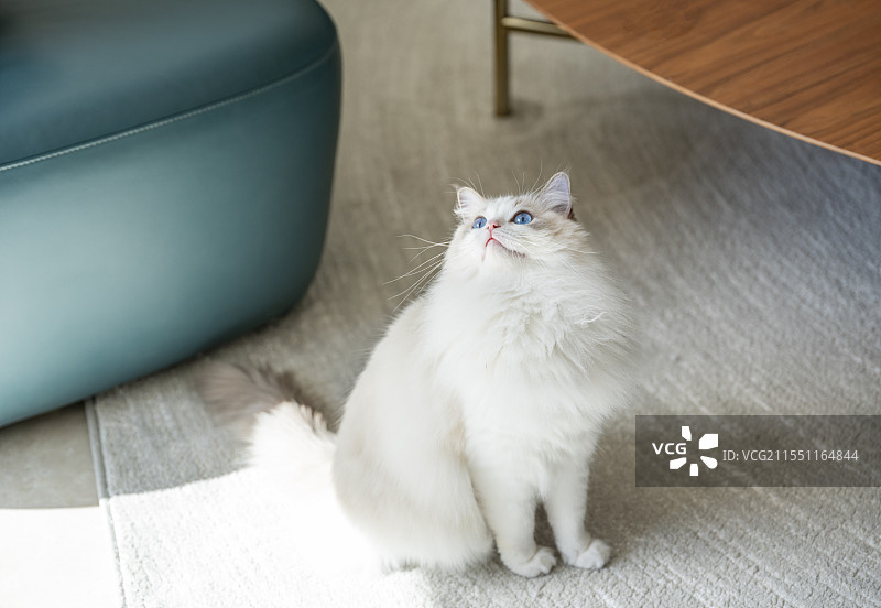 家中抬头张望的可爱布偶猫图片素材