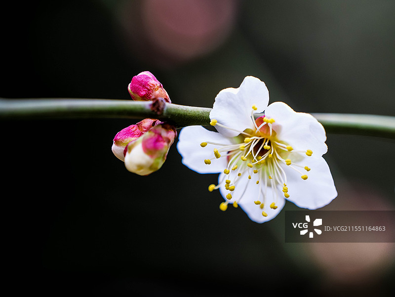 白梅鲜花与花苞的超近距离特写图片素材