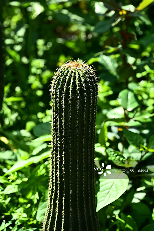 阳光下生长的多肉植物仙人柱图片素材