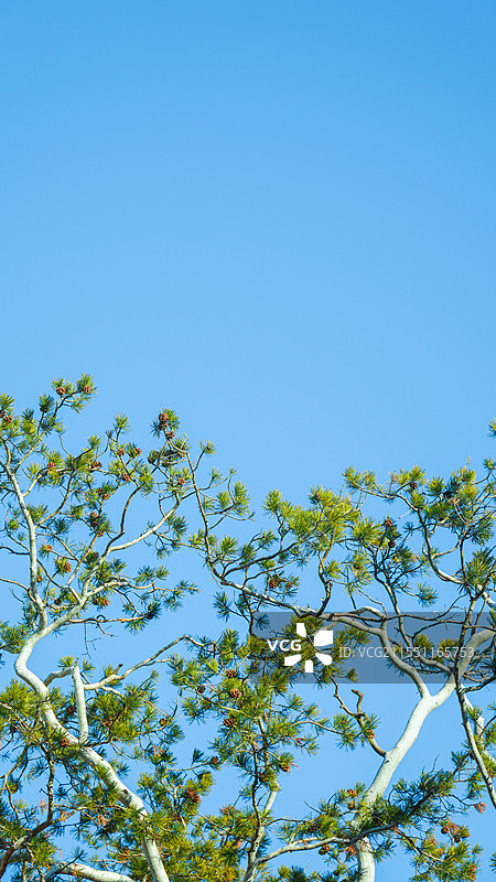 蓝天下的松枝图片素材