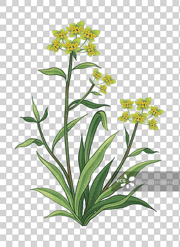 中国传统文化中医养生中草药药材医疗用品之柴胡图片素材