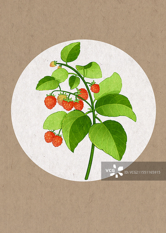 覆盆子插画图片素材