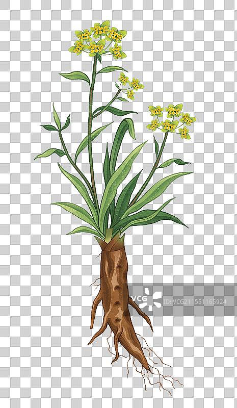 中国传统文化中医养生中草药药材医疗用品之柴胡图片素材