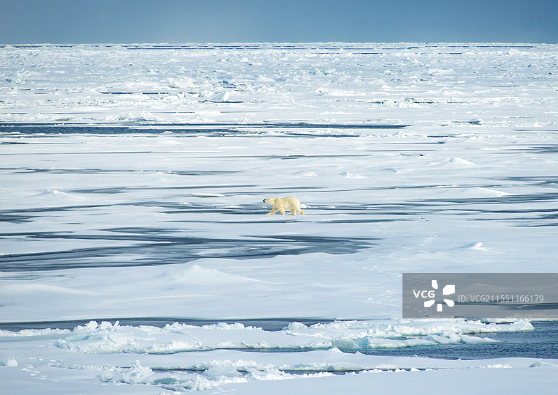 北极冰原上的北极熊图片素材