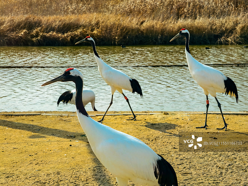 动作形态整齐的丹顶鹤图片素材