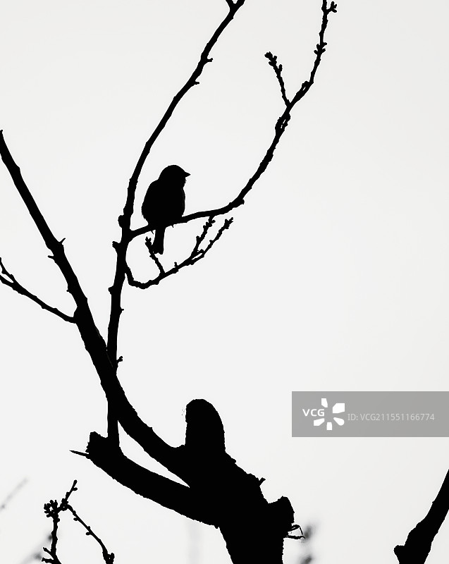 枝条轻拂鸟鸣春图片素材