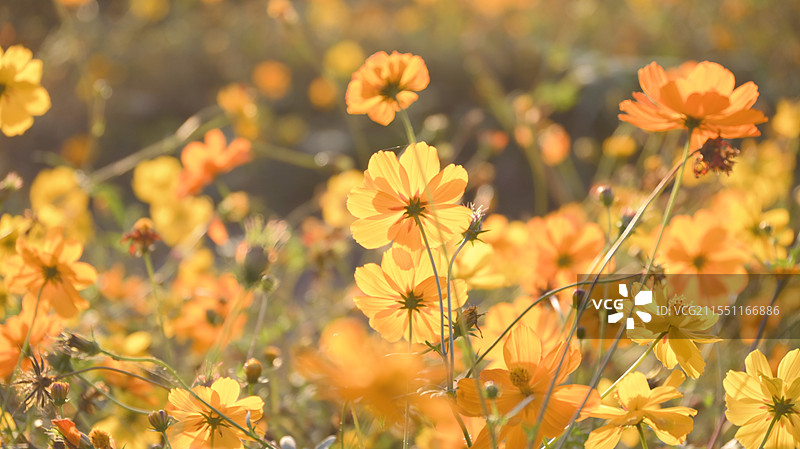 傍晚的小黄花图片素材
