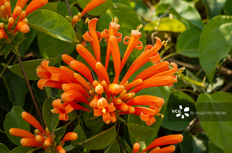 珠三角地区2月开放的炮仗花图片素材