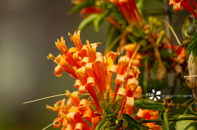 珠三角地区2月开放的炮仗花图片素材