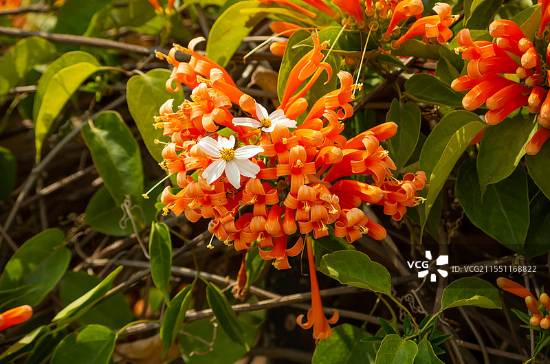 珠三角地区2月开放的炮仗花图片素材