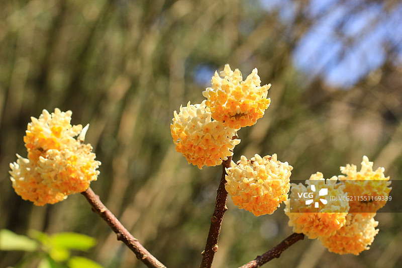 完全绽放的结香花实拍图片素材