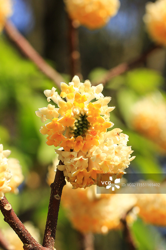 完全绽放的结香花实拍图片素材