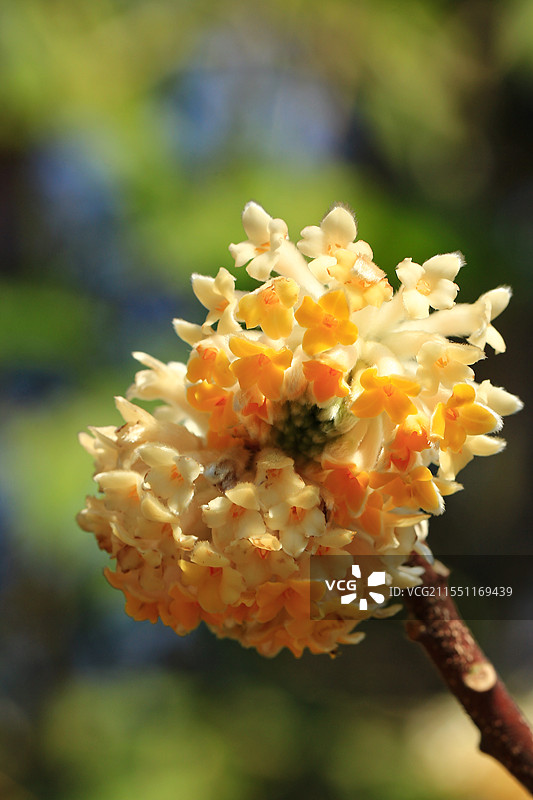 完全绽放的结香花实拍图片素材