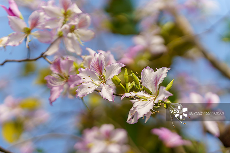 珠三角二月开花的马蹄甲，洋紫荆图片素材