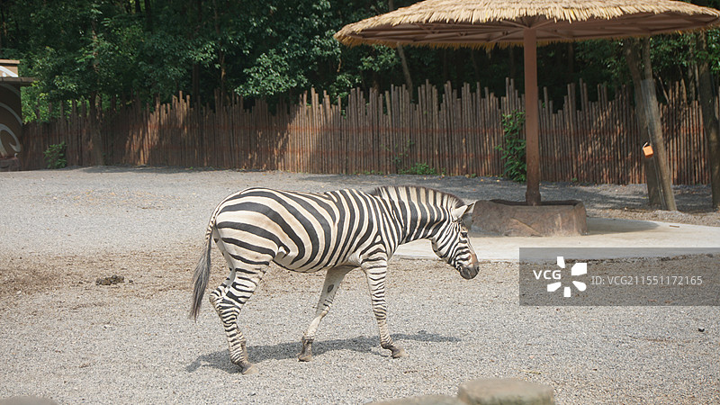 斑马行走的姿态图片素材