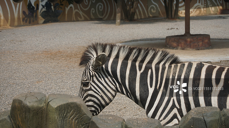 斑马行走的姿态图片素材