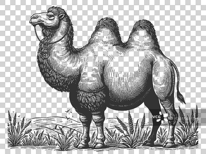 装饰性鞍具的详细骆驼图片素材