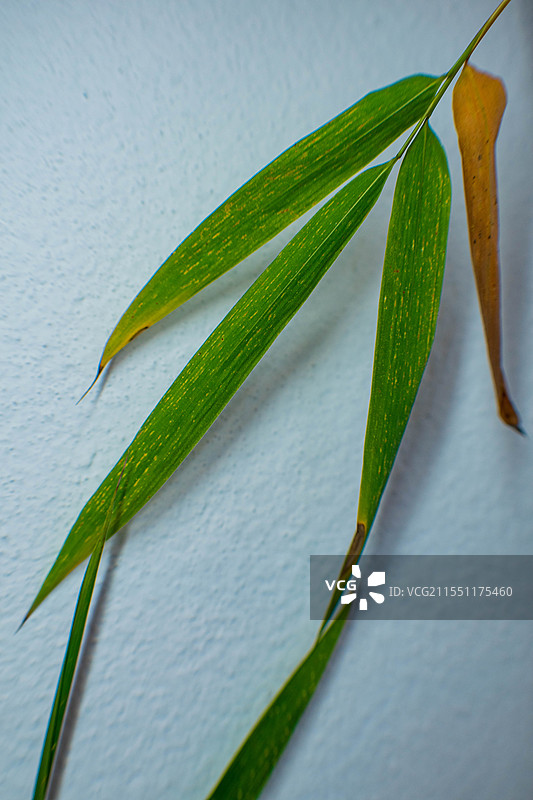 四川绵阳竹、竹子、竹叶、雨中竹叶、雨图片素材