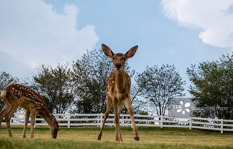 无人,户外,草,篱笆,动物,一只动物,绿色,自然,牲畜,哺乳纲,田地,鹿,梅花鹿,吃草的鹿,动物摄影图片素材